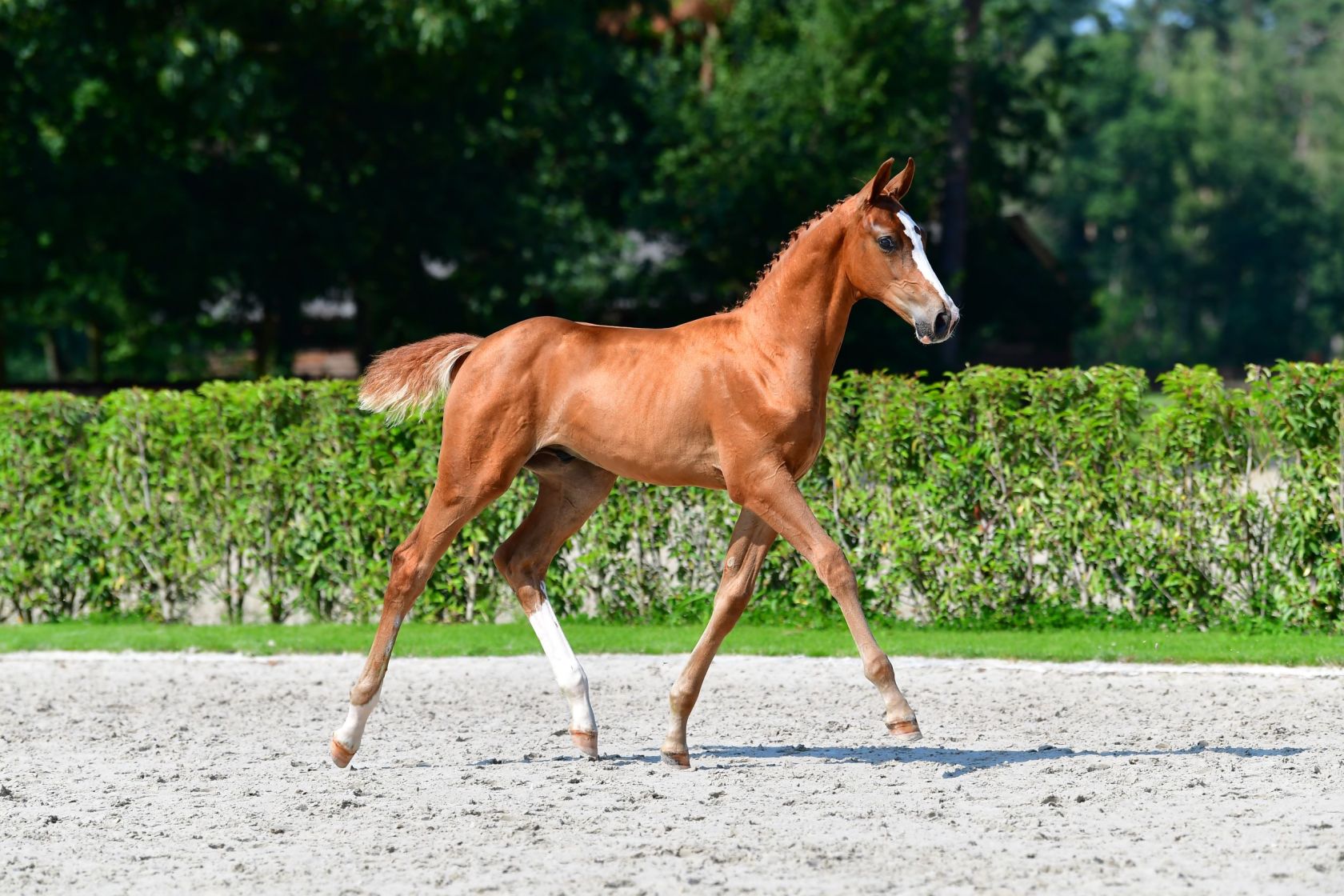CHADWICK EC Z - Out of the full sister of Steve Guerdat's